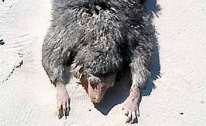 Mystery critter: Experts say it’s a badly decomposed possum, but others say it could be a lemur, native to Madagascar, known as an Aye-Aye. Mystery critter: Experts say it’s a badly decomposed possum, but others say it could be a lemur, native to Madagascar, known as an Aye-Aye.